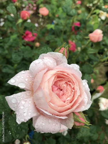 Rose in the rain
