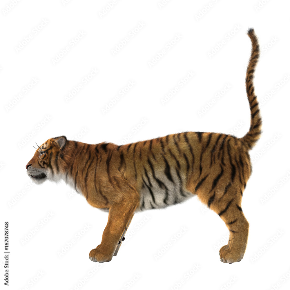 Obraz premium 3D Rendering Big Cat Tiger on White