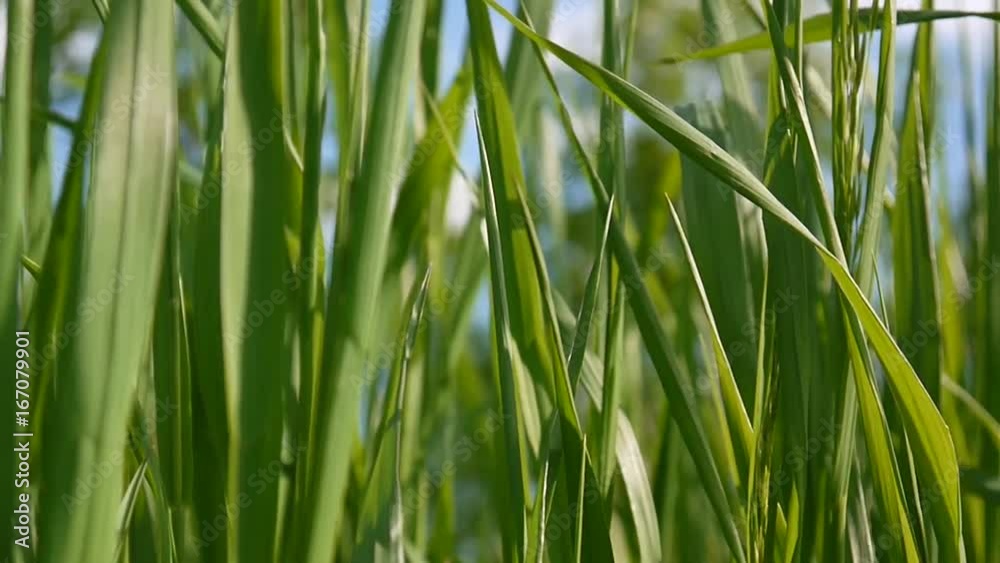 Green grass macro beautiful background summer. HD video footage 1920x1080 static camera. Green grass macro beautiful background summer. HD video footage 1920x1080 static camera.