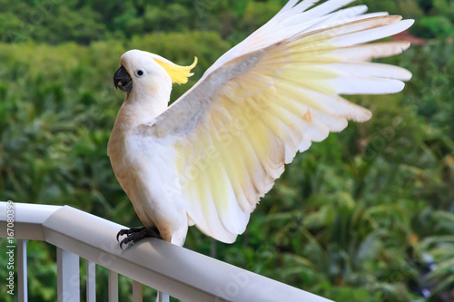 Yellow Crested Cockatoo flying to catch balcony rail