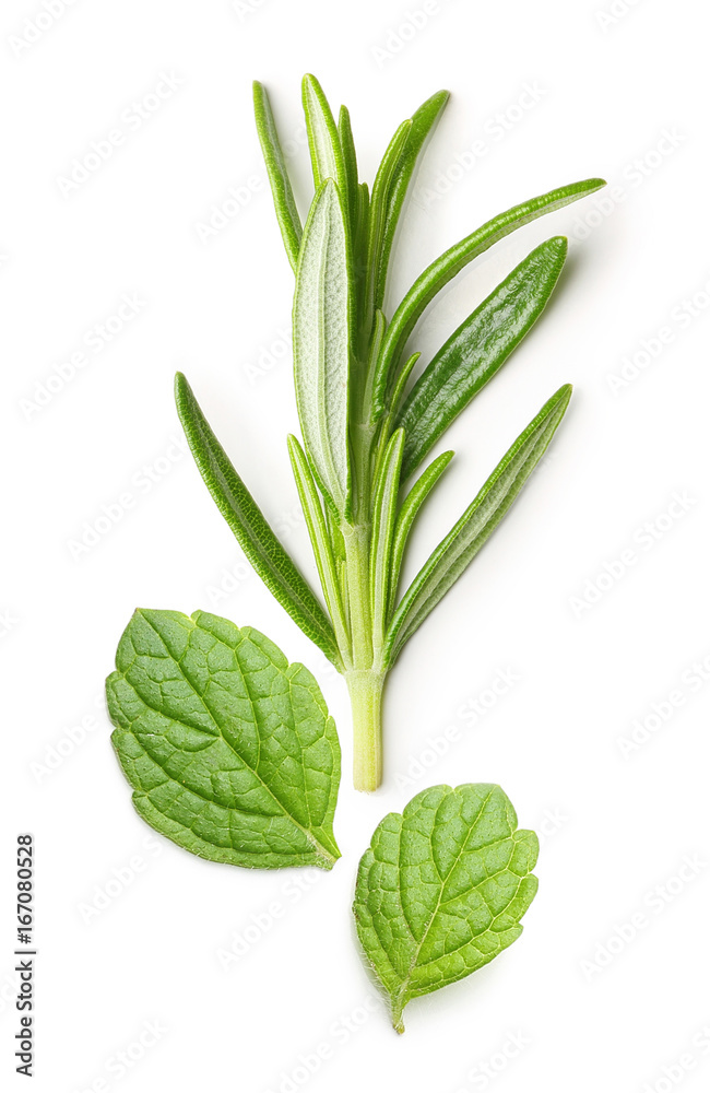 Rosemary twig and mint isolated Rosemary twig and mint isolated