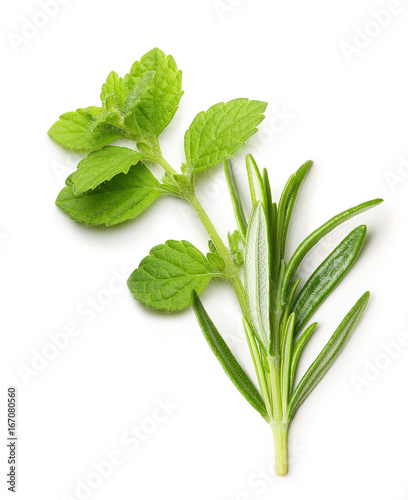 Rosemary twig and mint isolated