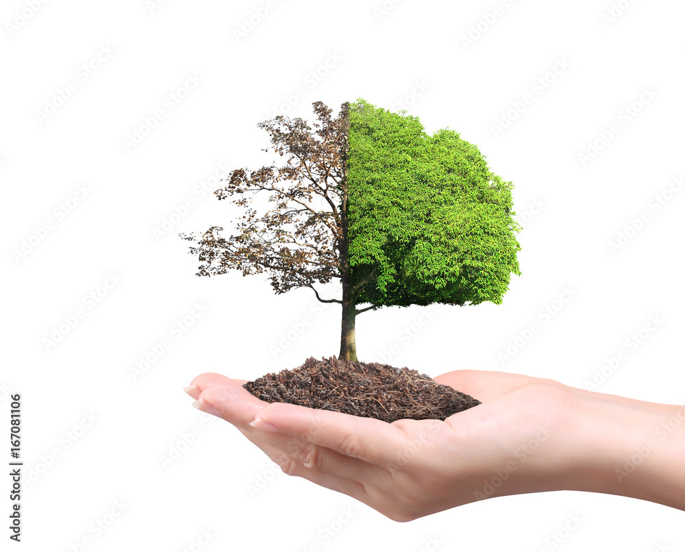Close up hands holding plant Close up hands holding plant