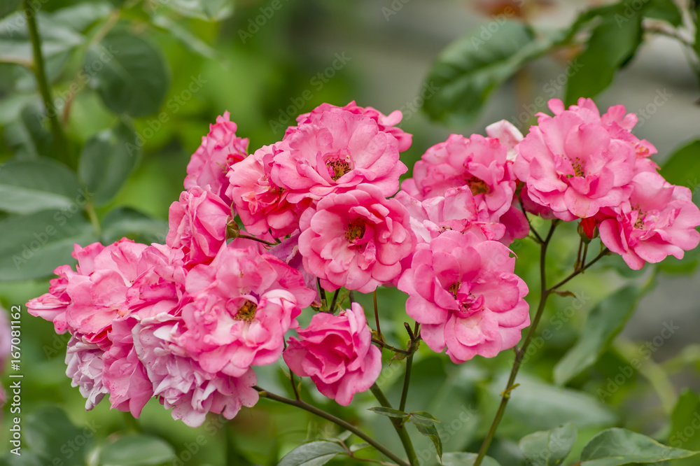 bush of blooming pink roses on green backround