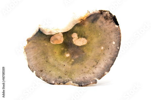 russula cyanoxantha mushroom