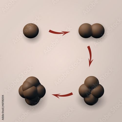 Set the zygote human. Image reproductive stage.