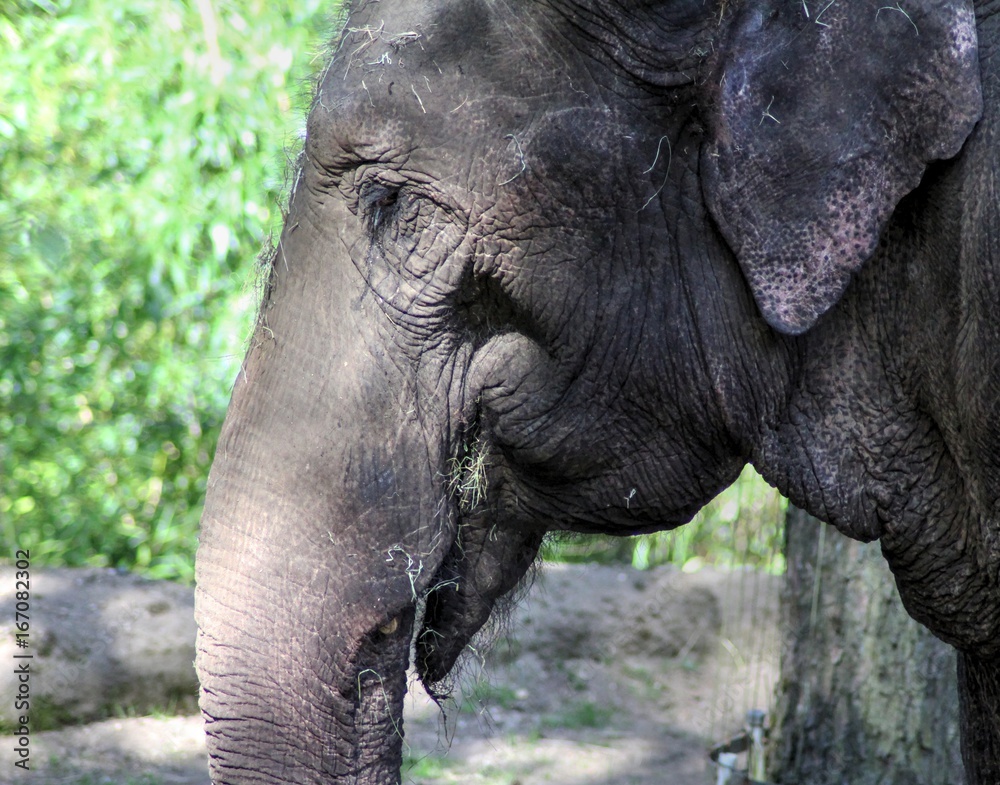 Fototapeta premium Asian elephant (Elephas maximus)