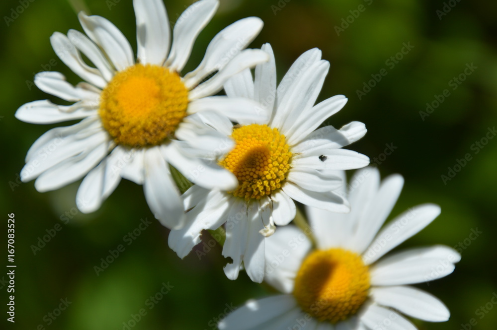 Makroaufnahme dreier Gänseblümchen Makroaufnahme dreier Gänseblümchen