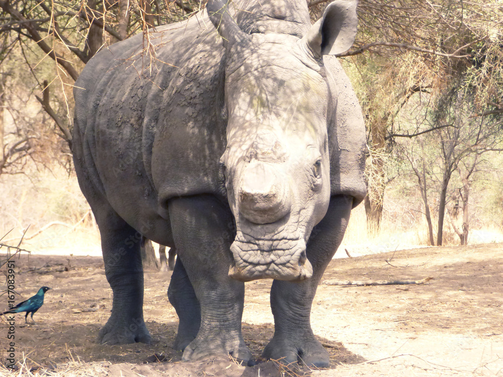 Fototapeta premium White rhino front