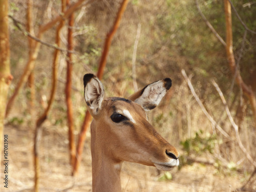 Female gazelle portrait