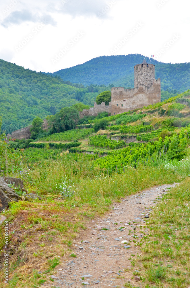 Vines landscape and medieval castle