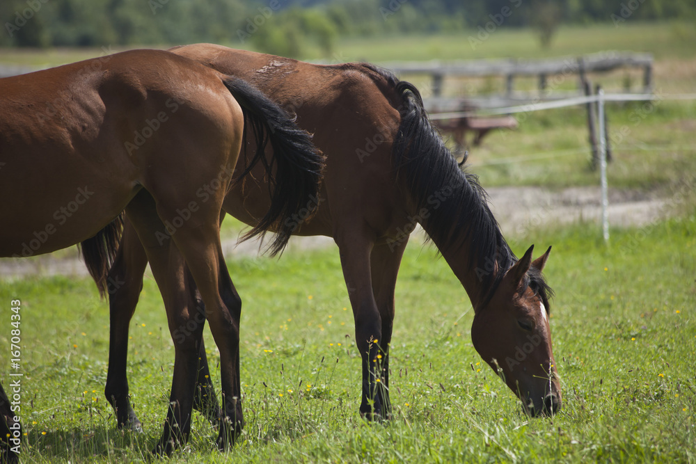 Polish primitive horses on the meadow Polish primitive horses on the meadow