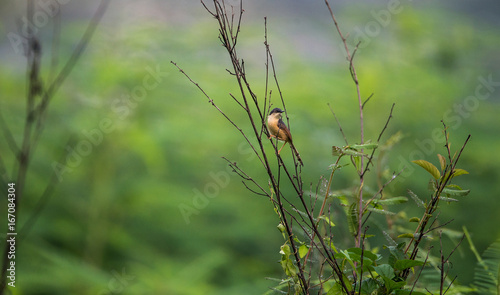 Ashy Prinia