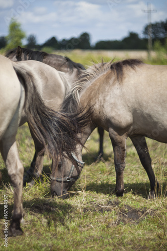 Polish primitive horses on the meadow