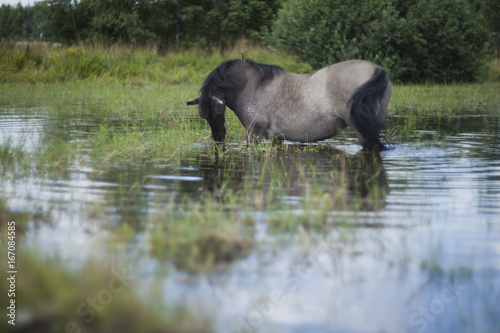 Polish primitive horses on the meadow