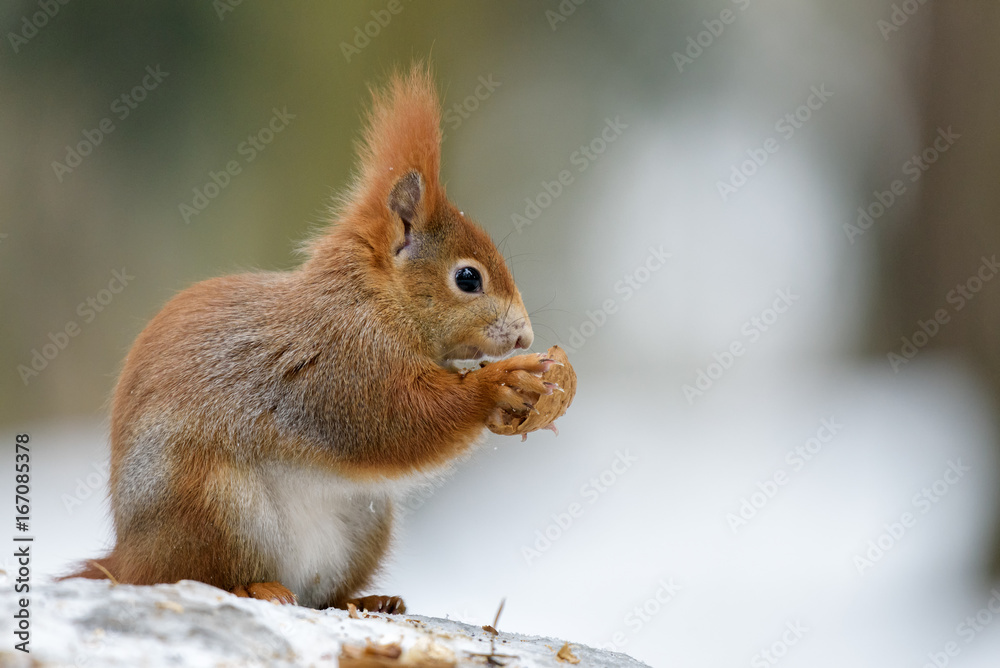 Squirrel winter snack Squirrel winter snack