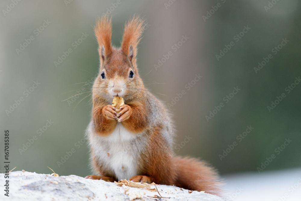 Fototapeta premium Squirrel snack on a snow stump