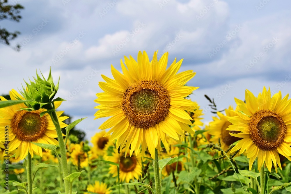Fototapeta premium Sonnenblumen in der Sonne