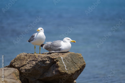 A couple of gulls sunbathing near the sea 2