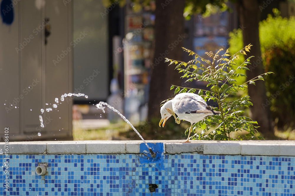 Fototapeta premium The gull drinks from the fountain 4