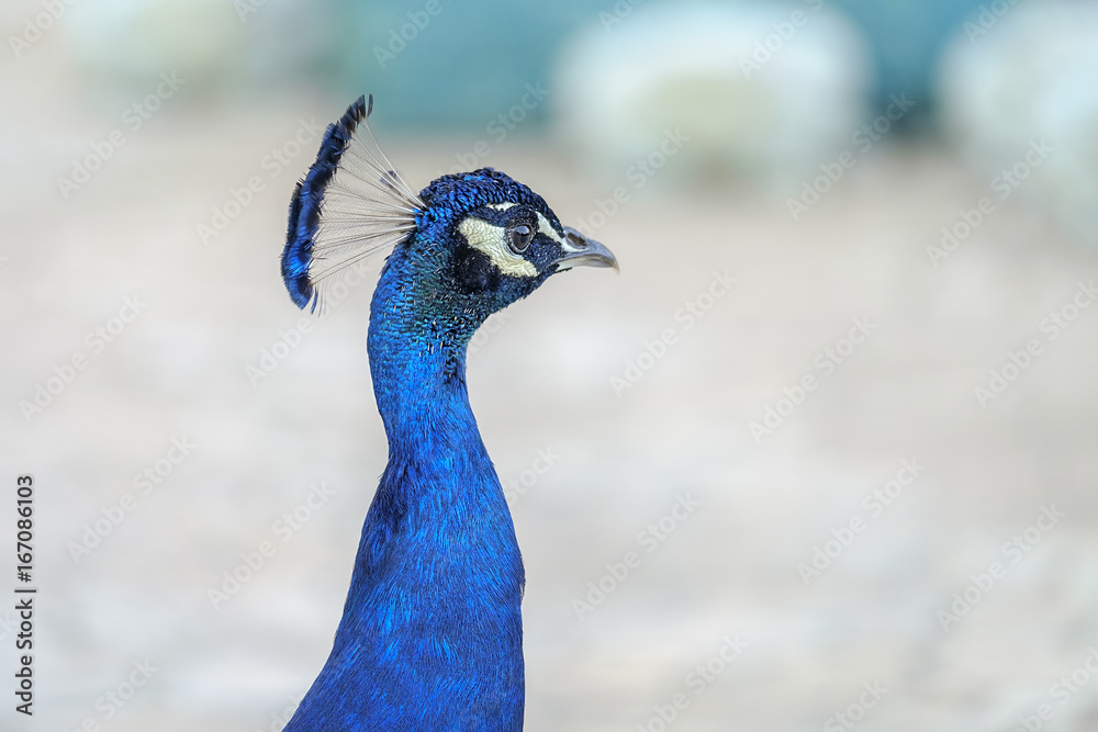 Portrait of a beautiful peacock 1 Portrait of a beautiful peacock 1