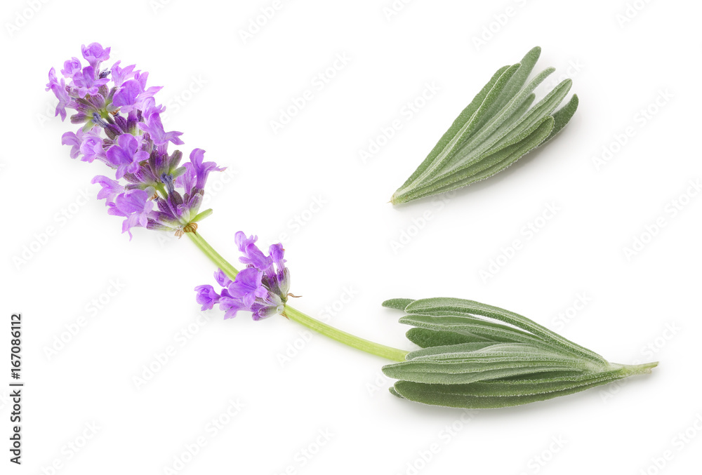 Flower violet lavender herb isolated Flower violet lavender herb isolated
