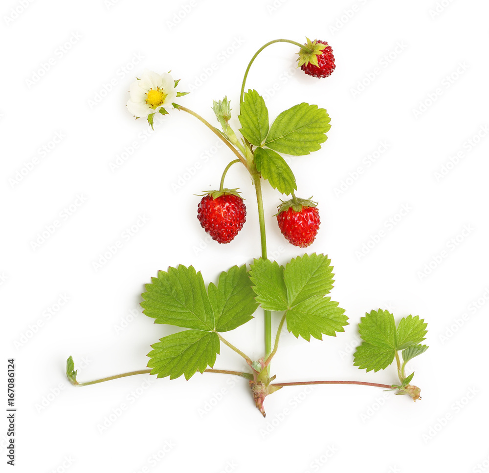 Wild strawberry isolated Wild strawberry isolated