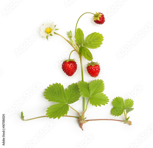 Wild strawberry isolated