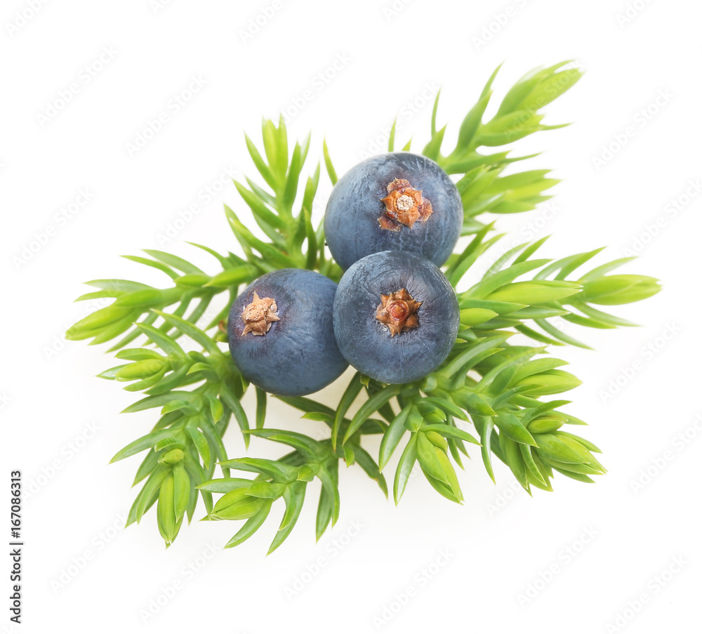 Fototapeta premium Juniper berries isolated