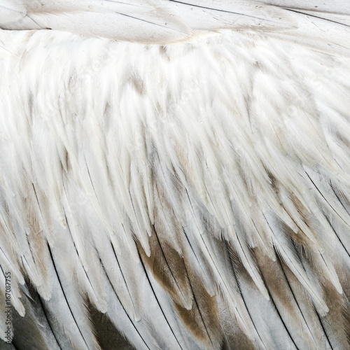 Bird feathers
