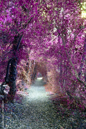 Magical Mystical Purple Woodland Overhanging Pathway