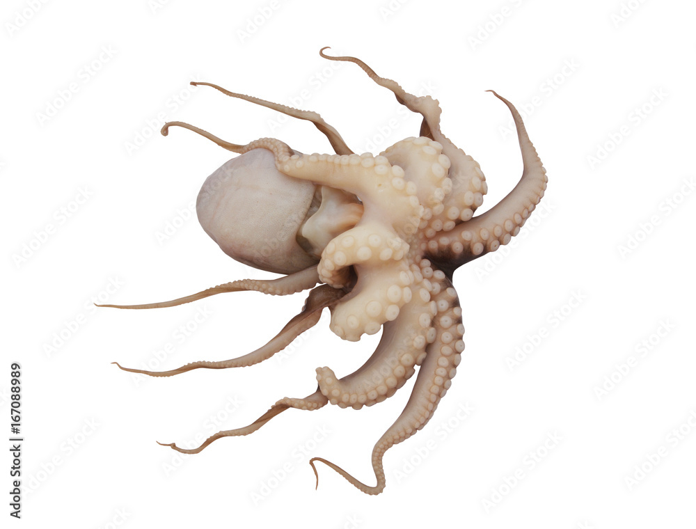 Fototapeta premium Octopus isolated on white background
