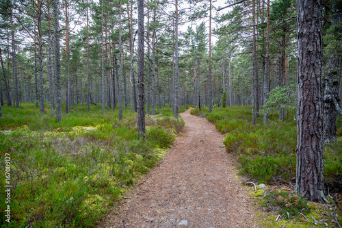 Perspective of walking trail in a pine forest at Gotska sandon national park Sweden. photo