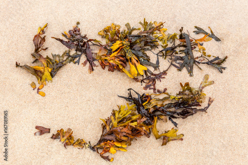 Close up of orange seaweed on fine sandy beach seen from above.