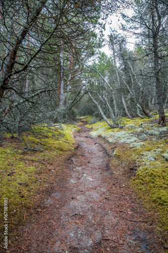 Perspective of walking trail in a pine forest at Gotska sandon national park Sweden. photo