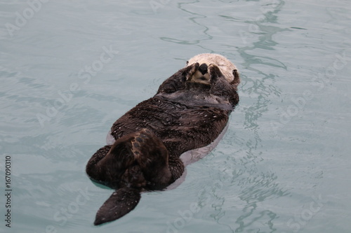 Seeotter im Hafen von Seward, Alaska