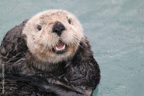 Seeotter im Hafen von Seward, Alaska photo