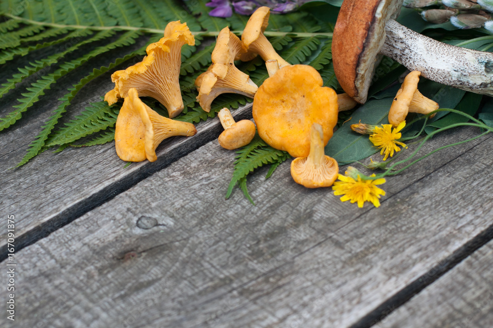 Chanterelle Chanterelle