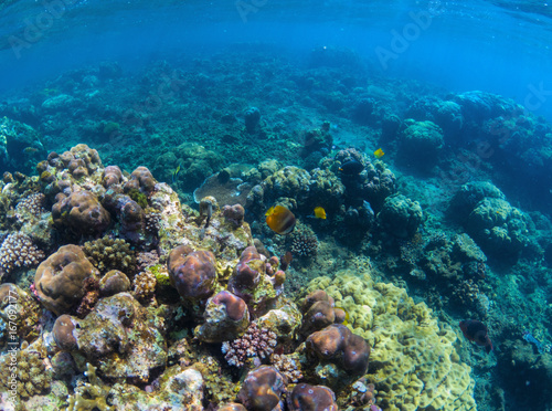 Underwater coral reef perspective landscape. Oceanic biosphere.