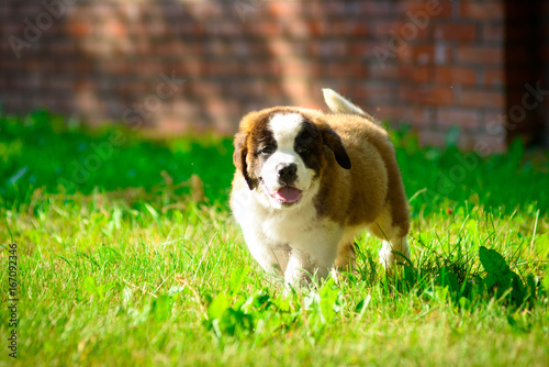 saint bernard