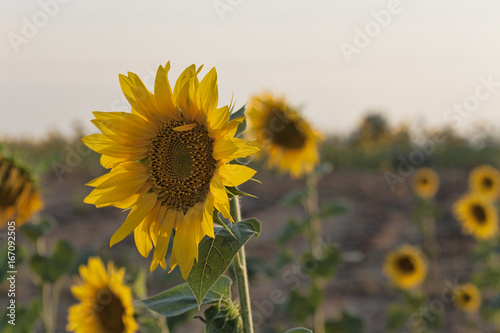 Sunflower closeup