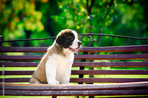 Foto saint bernard