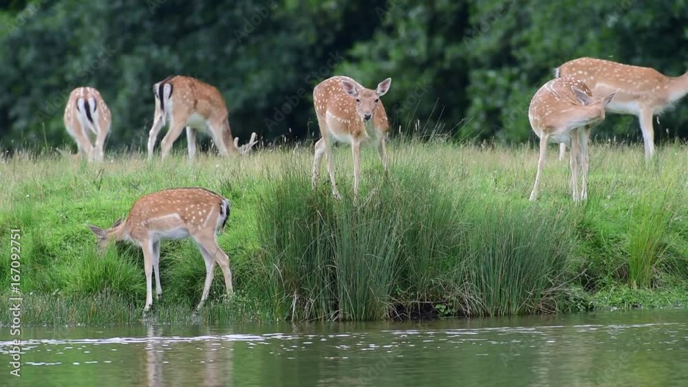Damwild an einen Teich auf Futtersuche, Sommer Damwild an einen Teich auf Futtersuche, Sommer