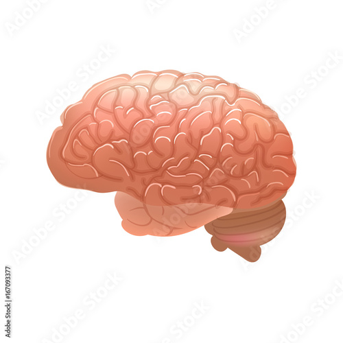 Realistic human brain isolated on white background.
