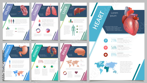 Internal human organs infographic spleen