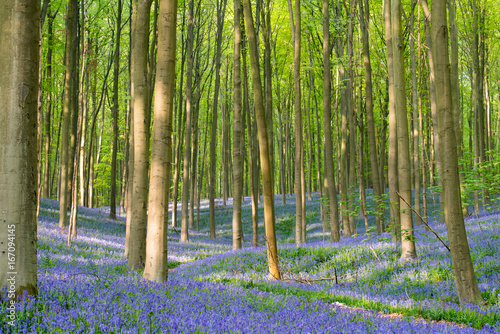 A beautiful forest with bluebells in Belgium. 