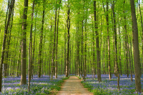 A beautiful forest with bluebells in Belgium.  photo