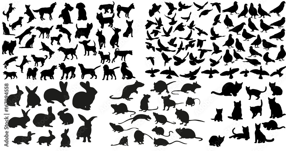 Vector, isolated silhouette of rat, cats and rabbits, dog and doves collection