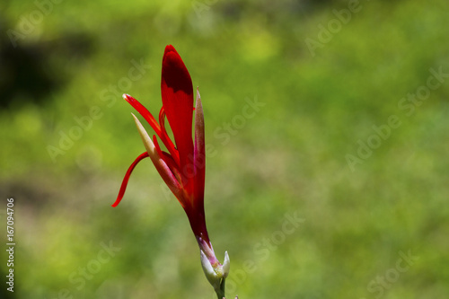 Red canna lily flower bud and green seed macro photo. Red tropical flower in bud.