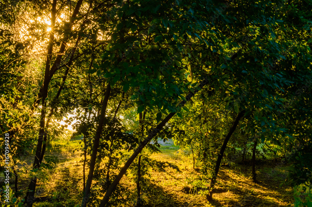 Obraz premium Summer landscape on the banks of the green river at sunrise, Russia, Rostov region, Don